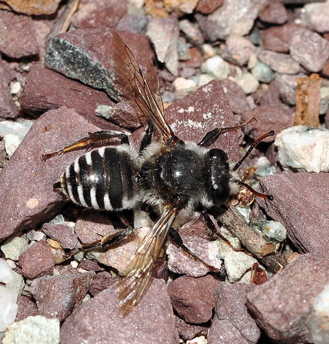 Stalker Cuckoo Bees (Genus Ammobatoides) · iNaturalist