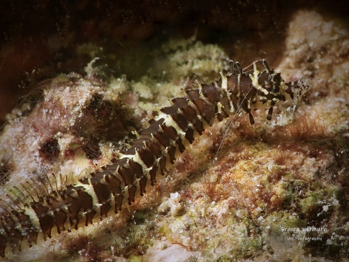 Glittering pipefish (Halicampus nitidus) — Syngnathidae