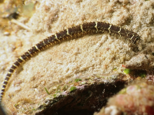 Glinster-zeenaald (Halicampus nitidus) — Syngnathidae