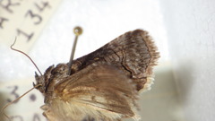 Abrostola asclepiadis
