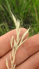 Trisetopsis imberbis