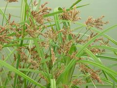 Cyperus fastigiatus