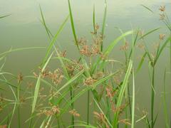 Cyperus fastigiatus