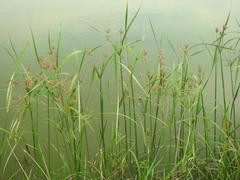 Cyperus fastigiatus