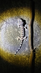 Gekko gecko