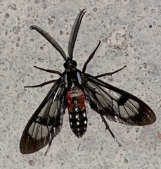 Poecilosoma eone