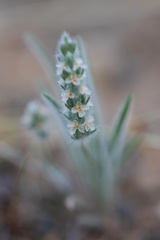 Plantago helleri