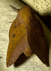 Adeloneivaia