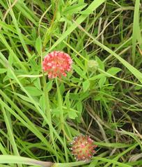 Trifolium africanum africanum