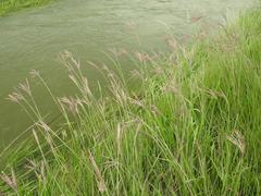Digitaria tricholaenoides