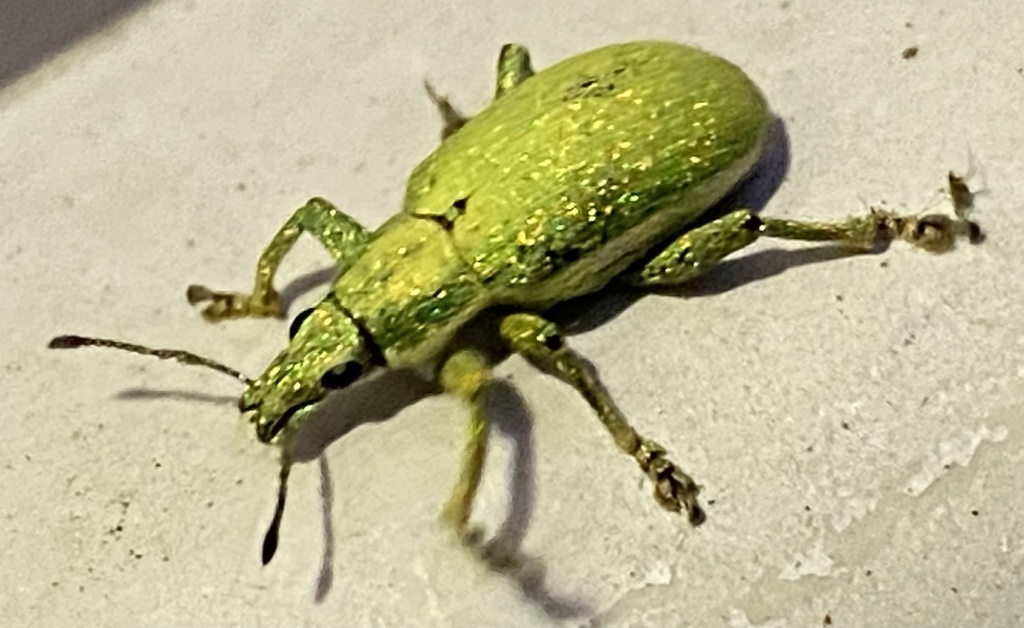 Phaops adamantinus
