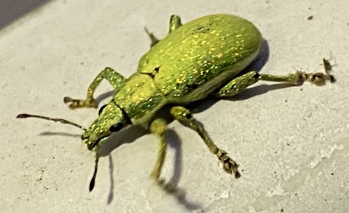 Phaops adamantinus