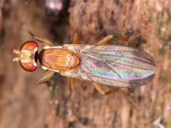 Clusiidae