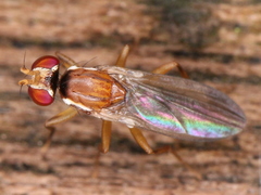 Clusiidae