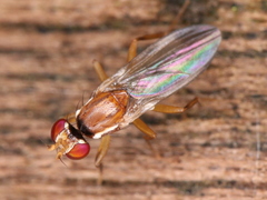 Clusiidae