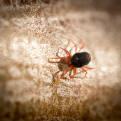 Penthaleidae