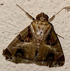 Calyptis