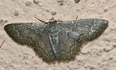 Chloropteryx languescens