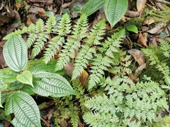 Dryopteris wardii