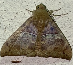 Ophisma