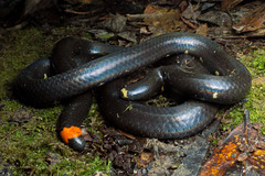 Anomochilus monticola