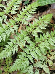 Dryopteris wardii