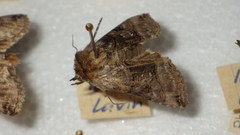 Abrostola triplasia