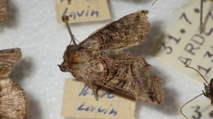Abrostola triplasia