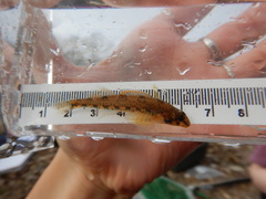 Etheostoma gore