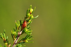 Arrhenocoela lineata