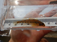 Etheostoma gore