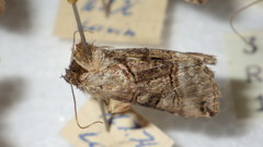 Abrostola triplasia