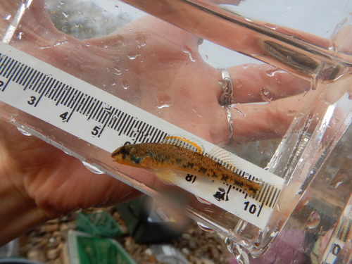 Warioto Darter