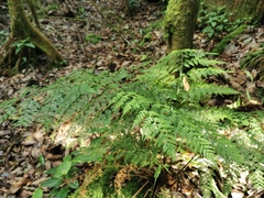 Dryopteris wardii