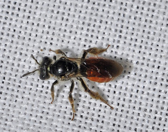 Andrena labiata