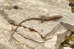 Algyroides nigropunctatus