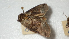 Abrostola triplasia