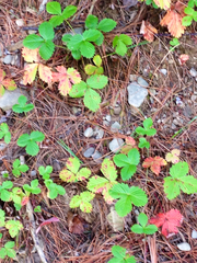 Fragaria vesca americana