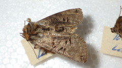 Abrostola triplasia