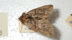 Abrostola triplasia