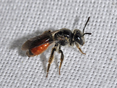 Andrena labiata
