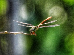 Aphylla angustifolia