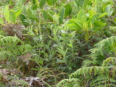 Eriosema psoraleoides