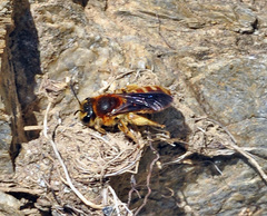 Andrena nilotica