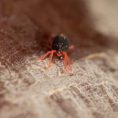 Penthaleidae