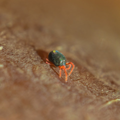 Penthaleidae