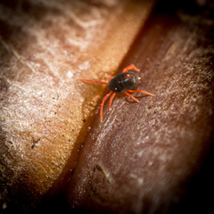 Penthaleidae