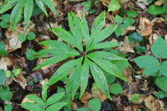 Helleborus purpurascens