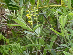 Eriosema psoraleoides