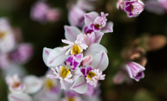 Polygala santacruzensis